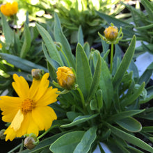 Load image into Gallery viewer, Coreopsis ‘Presto’