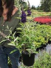 Load image into Gallery viewer, Butterfly Bush 'Buzz™ Midnight'