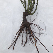 Load image into Gallery viewer, 'Honey Dijon' Rose (Bare Root)