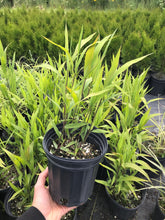 Load image into Gallery viewer, Northern Sea Oats
