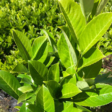 Load image into Gallery viewer, English Laurel