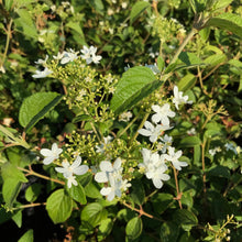 Load image into Gallery viewer, Viburnum 'Summer Snowflake'