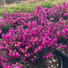 Load image into Gallery viewer, Winter Heath ‘Tanja’