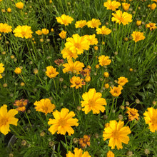 Load image into Gallery viewer, Coreopsis Li'l Bang Goldilocks