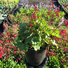 Load image into Gallery viewer, Heuchera 'Bressingham'