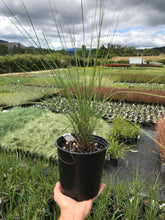 Load image into Gallery viewer, Pink Muhly Grass