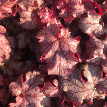 Load image into Gallery viewer, Heuchera 'Carnival Peach Parfait'