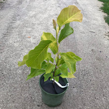 Load image into Gallery viewer, Legacy Hybrid Magnolia