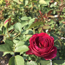 Load image into Gallery viewer, Celestial Night Rose