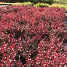 Load image into Gallery viewer, Barberry 'Crimson Pygmy'
