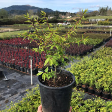 Load image into Gallery viewer, Dwarf Burning Bush