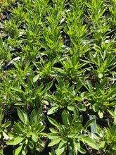Load image into Gallery viewer, Coreopsis 'Early Sunrise'