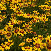 Load image into Gallery viewer, Coreopsis 'SunKiss'