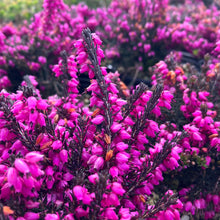 Load image into Gallery viewer, Winter Heath ‘Tanja’