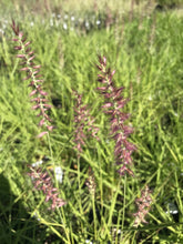 Load image into Gallery viewer, Oriental Fountain Grass 'Karley Rose'
