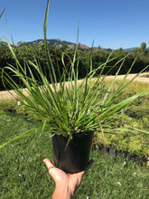 Load image into Gallery viewer, Black Fountain Grass