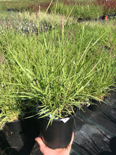 Load image into Gallery viewer, Oriental Fountain Grass 'Karley Rose'