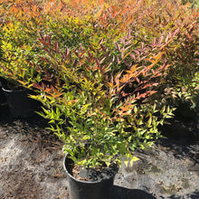 Load image into Gallery viewer, Nandina 'Moyers Red'