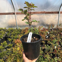 Load image into Gallery viewer, 'Dainty Bess' Hybrid Tea Rose