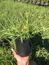 Load image into Gallery viewer, Purple Love Grass