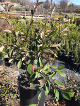 Load image into Gallery viewer, Cotoneaster Parneyi