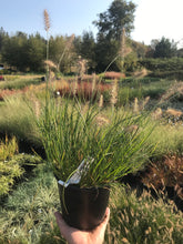 Load image into Gallery viewer, Fountain Grass 'Little Bunny'