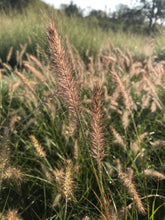 Load image into Gallery viewer, Fountain Grass 'Little Bunny'