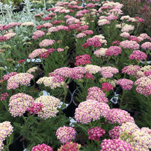 Load image into Gallery viewer, Desert Eve™ Deep Rose Yarrow