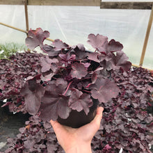 Load image into Gallery viewer, Heuchera Midnight Rose