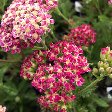 Load image into Gallery viewer, Deep Rose Yarrow