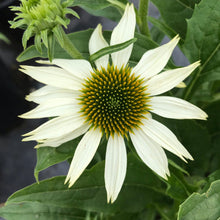 Load image into Gallery viewer, Echinacea ‘PowWow® White’