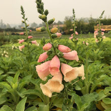 Load image into Gallery viewer, Foxglove 'Dalmatian Peach'