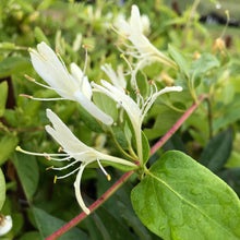 Load image into Gallery viewer, Japanese Honeysuckle