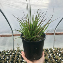 Load image into Gallery viewer, Red Buttons Fountain Grass