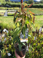 Load image into Gallery viewer, Clematis ‘Snowdrift’