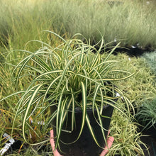 Load image into Gallery viewer, Ice Cream Japanese Sedge