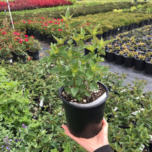 Load image into Gallery viewer, Giant Hyssop 'Black Adder'