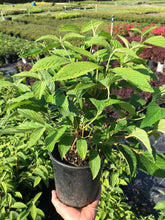Load image into Gallery viewer, Doublefile Viburnum