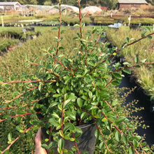 Load image into Gallery viewer, Cotoneaster Low-Fast