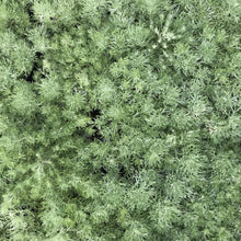 Load image into Gallery viewer, Silver Mound Artemisia