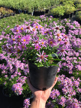 Load image into Gallery viewer, Aster 'Wood's Pink'