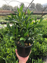 Load image into Gallery viewer, Frost Proof Gardenia