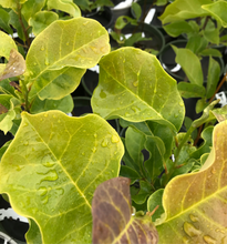 Load image into Gallery viewer, Legacy Hybrid Magnolia