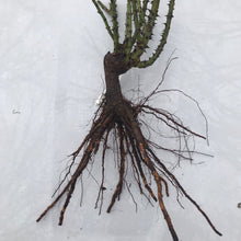 Load image into Gallery viewer, Love Song Rose (Bare Root)