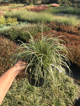 Load image into Gallery viewer, Carex 'Silver Sceptre'