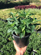 Load image into Gallery viewer, Bee Balm 'Balmy Purple'