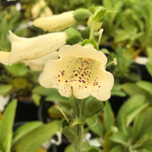 Load image into Gallery viewer, Foxglove 'Dalmatian Creme'