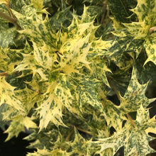 Load image into Gallery viewer, Goshiki False Holly