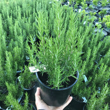 Load image into Gallery viewer, Rosemary 'Tuscan Blue'