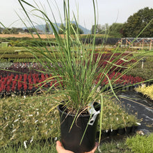 Load image into Gallery viewer, Lindheimer's Muhly Grass